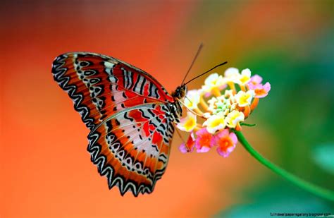 Live Butterfly Wallpaper Full Hd Wallpapers