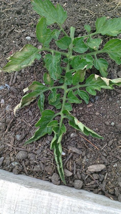 Tomato Leaves Drying And Crumbling No Yellow