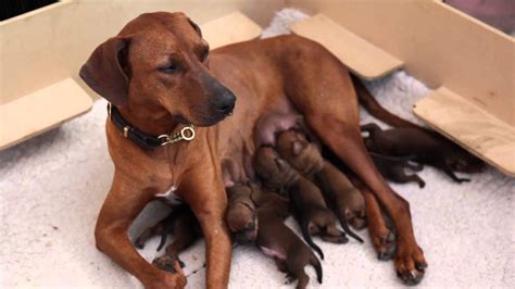 Ridgeback Pups From Birth To 8 Weeks Old Youtube