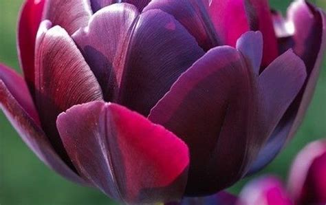 In addition to too much or too little sun, different the flowers look quite different when they mature. Purple http://flowersgifts.labellabaskets.com ...