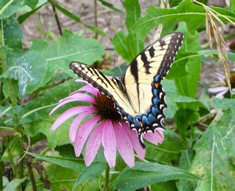 Swallowtail Butterfly On Coneflower Ali Eminov Flickr
