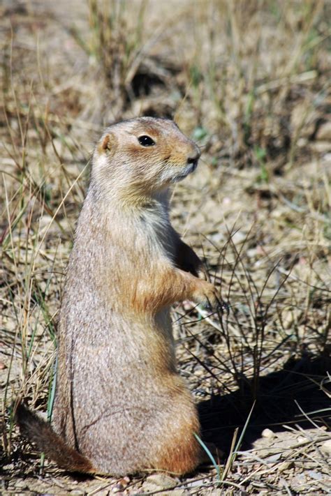 Plague Riddled Prairie Dogs A Model For Infectious Disease