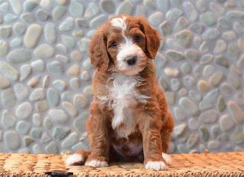 * our breeding dogs are all family pets that live in our home with us. Goldendoodle Puppies for sale in Iowa, Illinois and ...