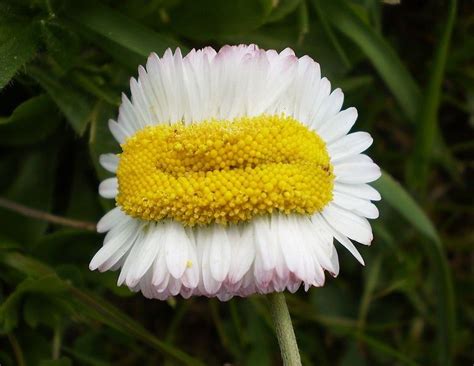 Are These Bizarre Daisies Near Fukushima Victims Of Nuclear Mutation
