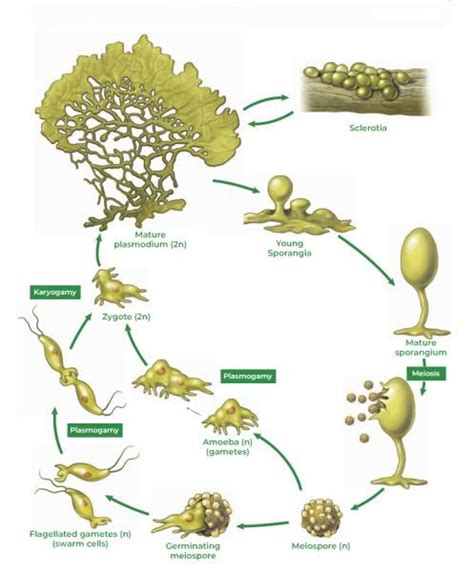 Plasmodial Slime Mold Life Cycle