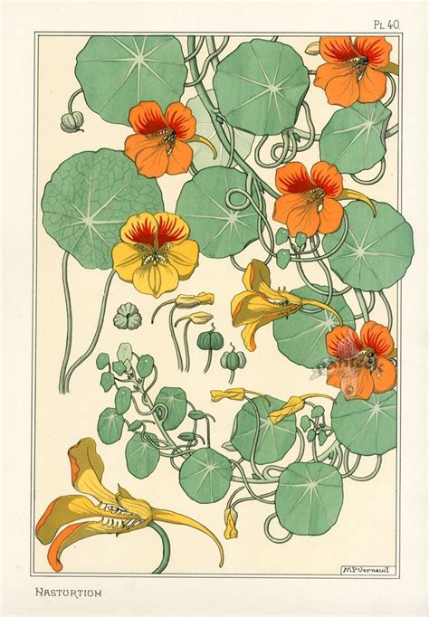 Nasturtium Art Nouveau Flowers Art Nouveau Illustration Botanical