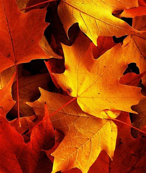 Pin By Mary Johnston On Yellow And Orange Autumn Leaves Fall Colors