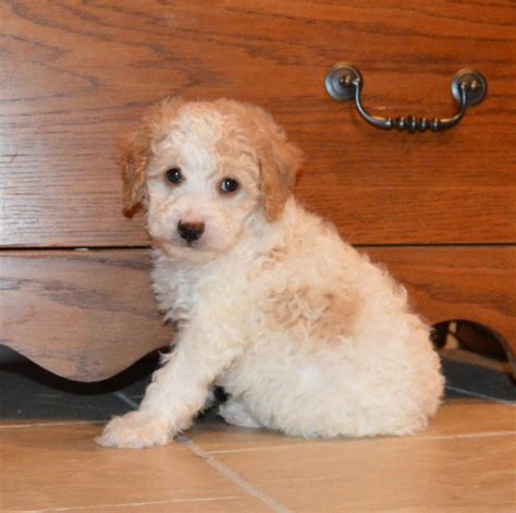 Cockapoo Puppies For Sale Celina OH 257305 Petzlover