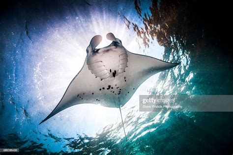 Underwater Low Angle View Of Manta Ray Feeding At Ocean Surface Bali