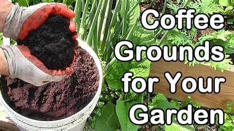 Coffee grounds can do wonders in your garden, not necessarily in the ways you would expect. Free coffee grounds! - Permablitz Melbourne