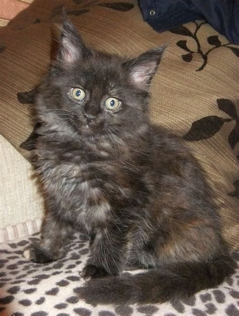 He's a beautiful exceptional cat he has curly tail like a pug and a heart nose. Pedigree black smoke torti Maine Coon girl kitten ...