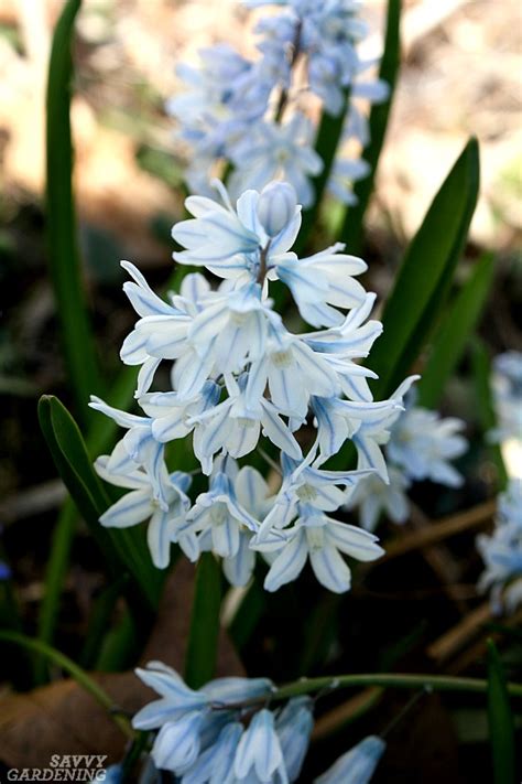 Unusual Flower Bulbs For Your Garden And How To Plant Them