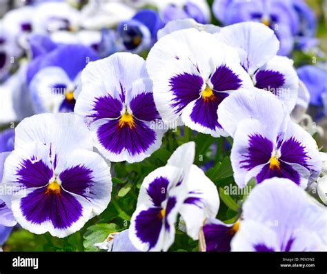 Pansy Flowers Hi Res Stock Photography And Images Alamy