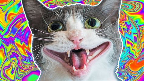 Cat Lsd Simulator Neko Yume Youtube