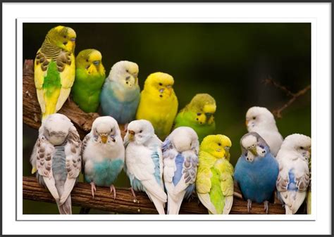 Budgies Are Awesome Picture Intermezzo Resting Budgerigars