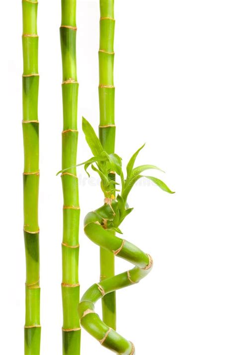 Textura De Bambu Verde Da Cerca Fundo De Bambu Fundo Da Textura Textura De Bambu Foto De