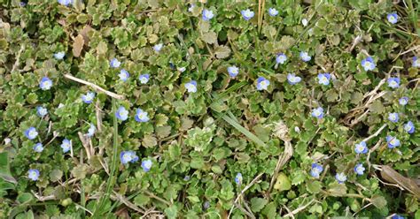 Here is a full list of the most common weeds found in the uk with images and description. Dr. Dirt: Low-growing weed escapes reach of lawn mower blade