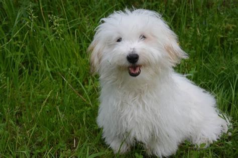 The Coton De Tulear Ultimate Breed Information Guide Your Dog Advisor