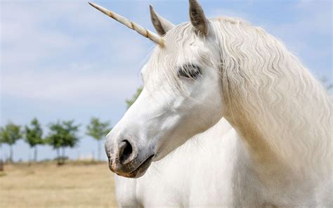 Science décalée : la licorne existe, nous l'avons rencontrée
