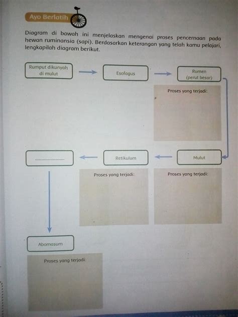 Contoh Hewan Ruminansia Adalah Brainly – pulp