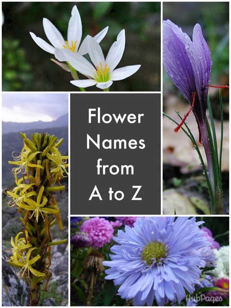 Names Of Flowers In Alphabetical Order Maybe You Would Like To Learn
