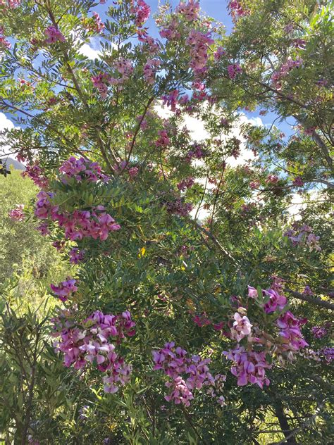 Dr Dale Dixon On Twitter Blossom Tree Virgilia Oroboides Fabaceae