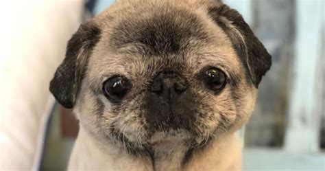 Trisomie 21 kann die gesundheit beeinträchtigen. Down-Syndrom bei Hund und Welpe: Gibt es das?