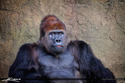 Male Silverback Gorilla Tribe Leader Royal Stock Photo