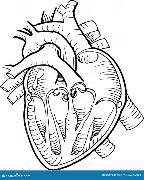 Anatomical Human Heart Drawing With Black Pencil Line Stock Vector