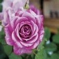 Buy purple roses from the uk online florist of choice and rose delivery experts. Characteristics of the Rose Flower | Hunker