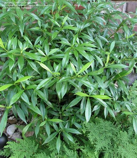 Maybe you would like to learn more about one of these? PlantFiles Pictures: Gardenia, Cape Jasmine, Gandharaj ...