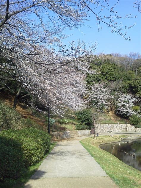 桜 おの～じょ通信！