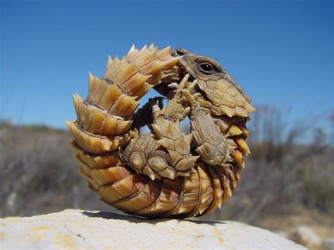 We did not find results for: Lagarto armadillo (Ouroborus cataphractus), Suráfrica ...