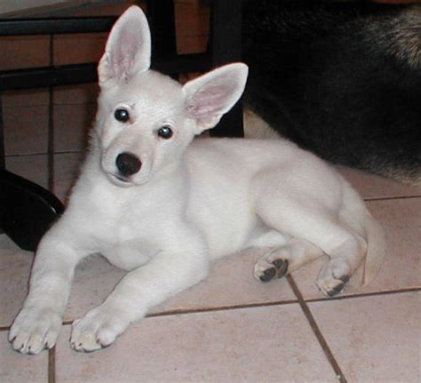 White shepherd dog breed information center (berger blanc swiss) (american canadian white shepherd) (white german shepherd) (white shepherd dog). Baby Ice :) White German Shepherd Pup (With images ...