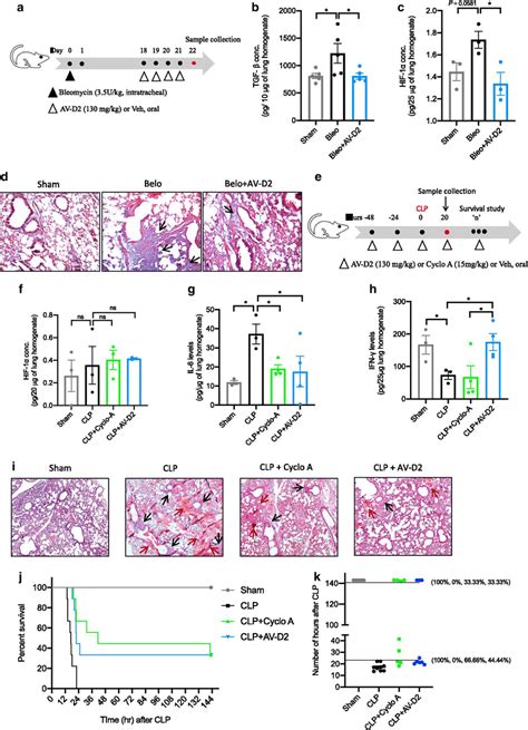 Av Reduces The Bleomycin And Clp Induced Inflammatory Features Of Mice