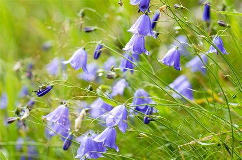 Everything You Need To Know About Campanula Plants