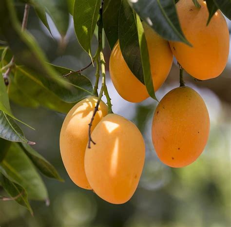 Siam Garden Alphonso Mango Plant King Of Mango Grafted Plant In