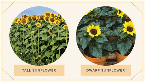 16 Sunflower Facts That Are So Sweet Proflowers Blog