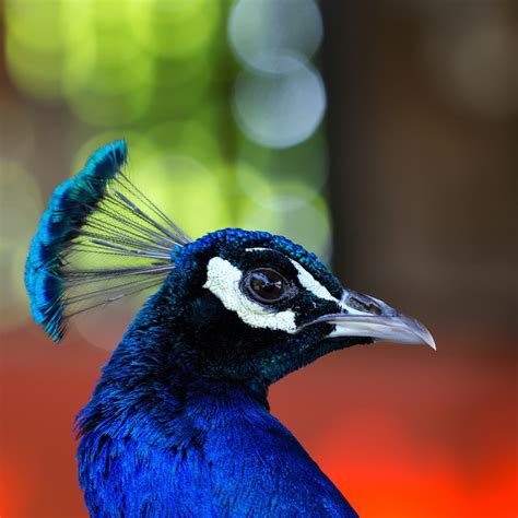face eyes photography nature peacocks birds colorful ...