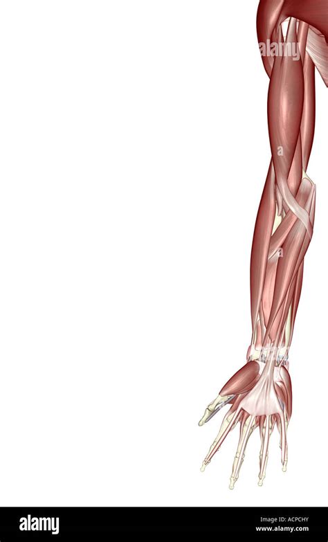 Los Músculos De La Extremidad Superior Fotografía De Stock Alamy