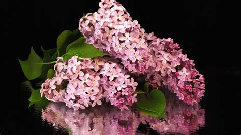 Download Wallpaper 1920x1080 Flower Lilacs Bouquet Branch Full Hd