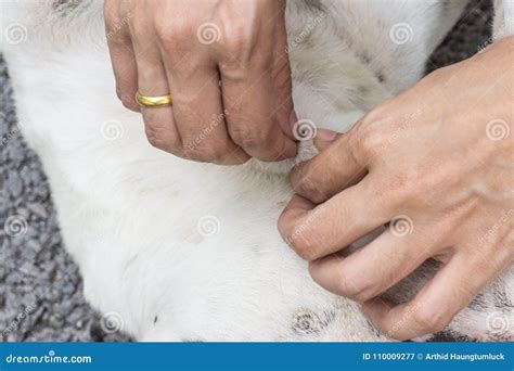 Close Up Of Human Hands Remove Dog Adult Tick From The Fur Stock Image