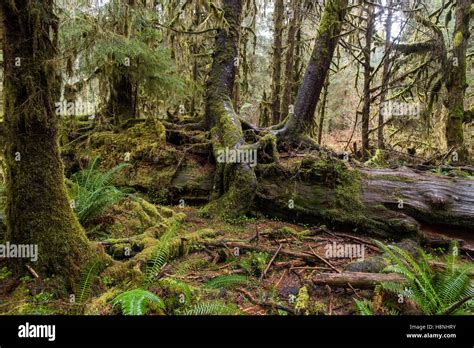 Trees And Ferns Draped With Moss In The Hoh Rainforest Olympic
