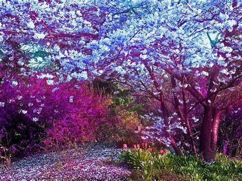 Colorful Nature Wallpapers Wallpapersafari