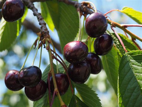 Free Images Tree Branch Fruit Berry Flower Purple Food Red