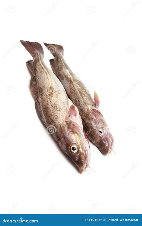 Couple Of Whole Cod Fish Stock Photo Image Of Saltwater 51191532
