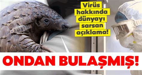 Sep 17, 2020 · how did coronavirus get transferred from animals to humans? Çinli bilim insanları Corona virüsün kaynağını resmen ...