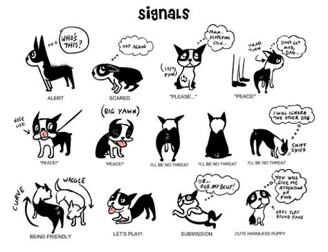 Read Dog Body Language Iworkdogs