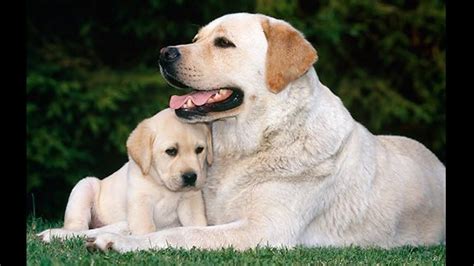 She is pretty much the mascot of this site. Labrador Retriever Puppies Funny and Cute Videos ...