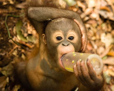 17 Impossilby Cute Pictures Of Baby Orangutans Ahead Of Nat Geo Wilds